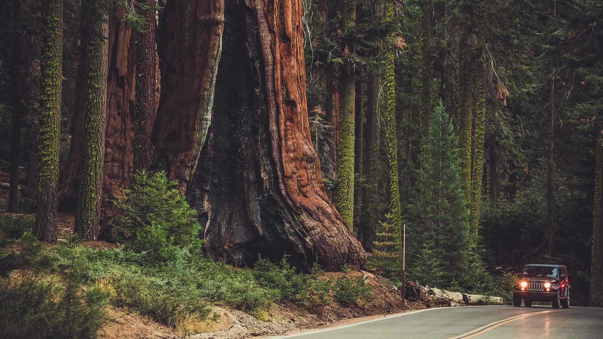 giant-sequoia-generals-highway-PL2ZBR4.jpg